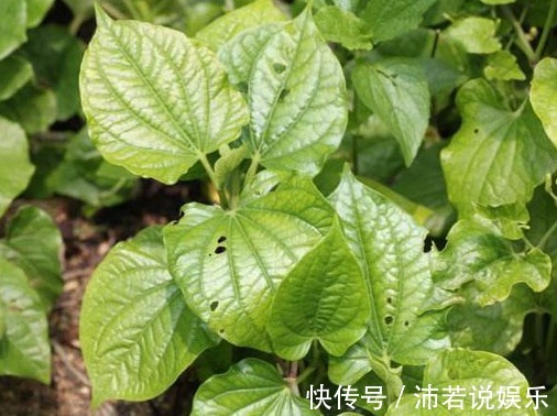 农村|这种农村的野草,不仅能消肿止痛,还能治疗各种皮肤病!