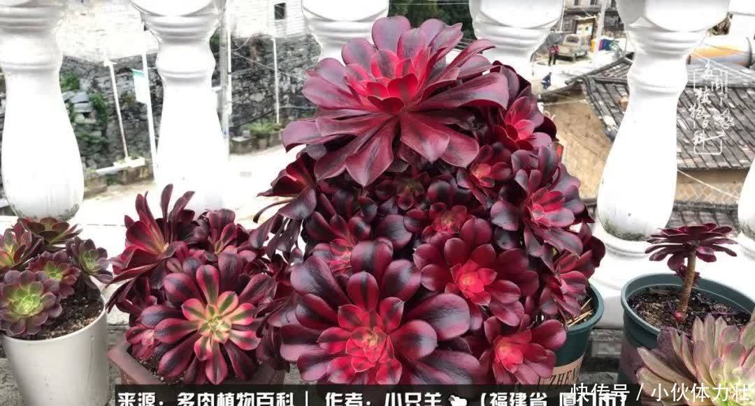 多肉,似星辰大海般的璀璨!