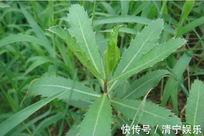 高血压|农村以下3种野菜清热凉血、调中开胃,还能治疗便秘、高血压