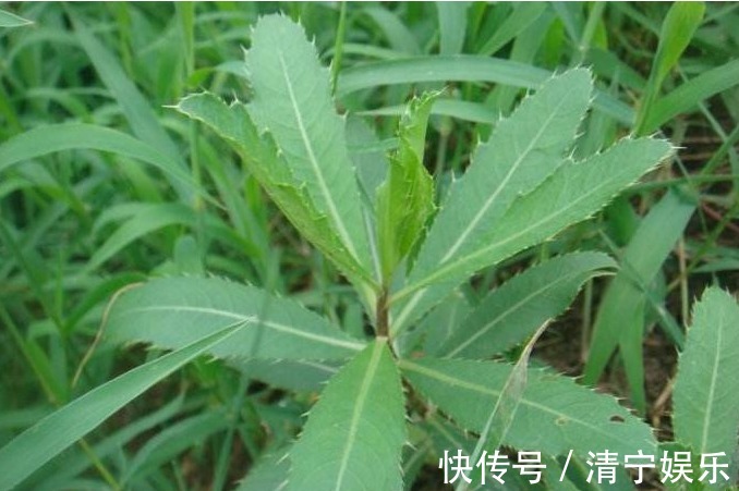 高血压|农村以下3种野菜清热凉血、调中开胃，还能治疗便秘、高血压