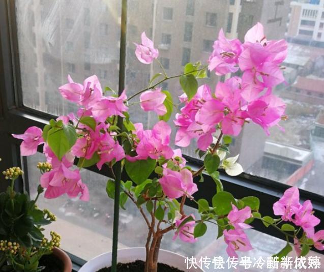 三角梅这些品种最勤花，一年四季开不停，花多得不见叶！