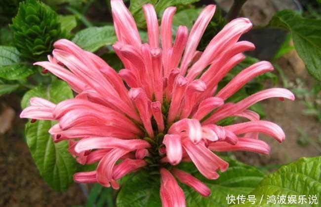 花开花时娇柔美艳,象征着爱慕的心,和生活之中细腻的感情