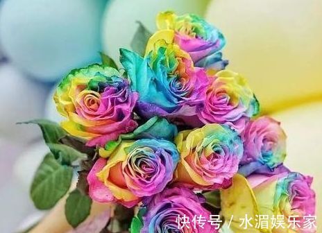 喜欢菊花,不如养盆“精品玫瑰”彩虹玫瑰,灿烂高雅,梦幻华丽