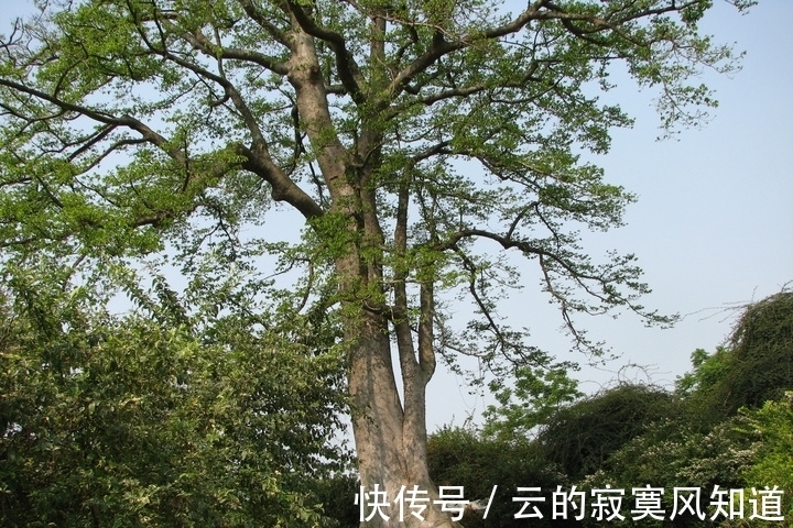 这种树数量稀少,树龄有百年,当地人却冒险这样做