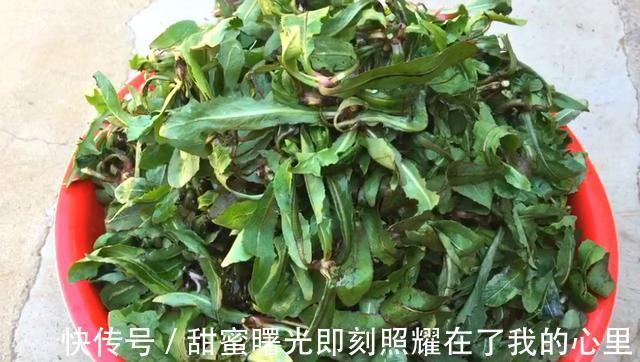 荠菜|这菜只有这个季节有,营养价值丰富,多弄一点囤起来,吃不够!