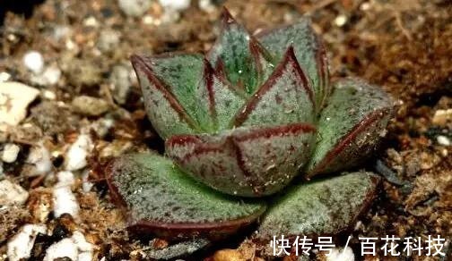 要点|60种多肉图鉴及养护要点,1分钟学会,超全超实用!