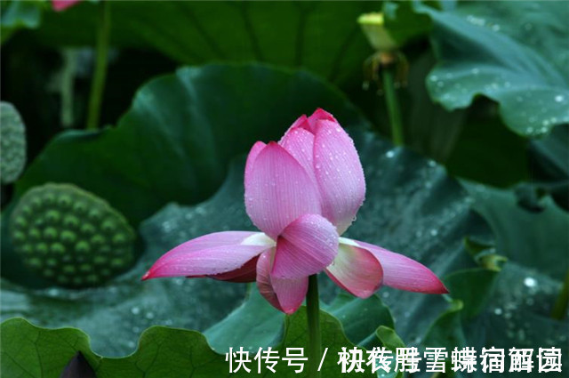 郭震&雨露荷花七首,杜甫写得清艳,李商隐写得忧伤,杨万里写得俏皮