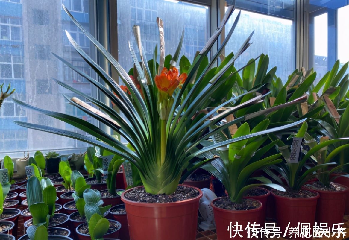 养君子兰|春季养君子兰,新手不经意会犯五个错,难怪越养越糟,始终养不好