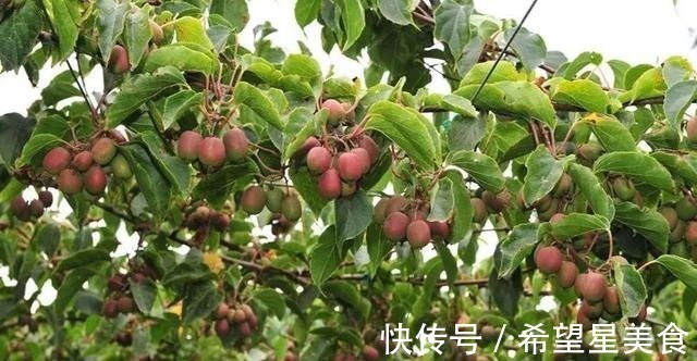 好吃|软枣果树种上两棵,好养易活,比普通水果好吃,营养多,市场好!