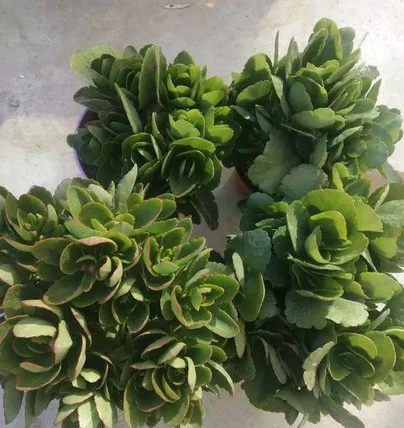 拿它一捂,长寿蟹爪兰嗖嗖冒花苞,多肉呼呼胖三圈