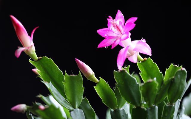 种花|2种花,现在快扦插,冬天就开花,天寒地冻赏''春色''