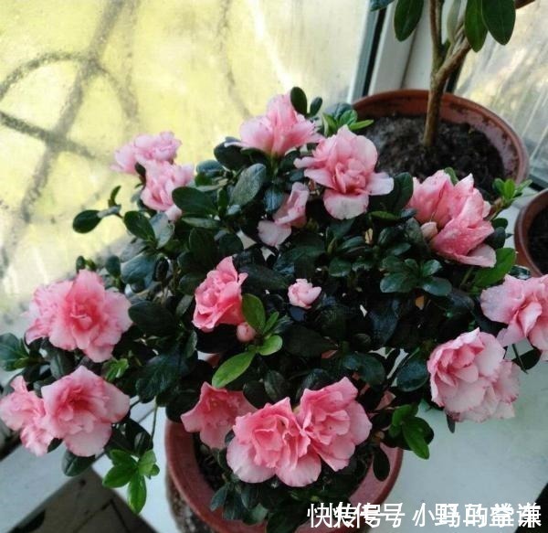 盆栽|谁说室内养不好花这12种一养就开花,还特漂亮,喜欢养花别错过!