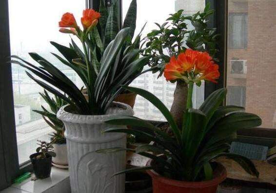 君子兰长得慢、不开花2种肥扔盆里，注意几点，轻松开爆盆