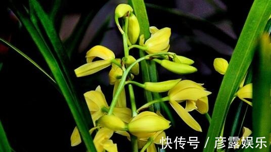 想养花试试“国香”,不仅开花90天,还超好养,香气飘满屋