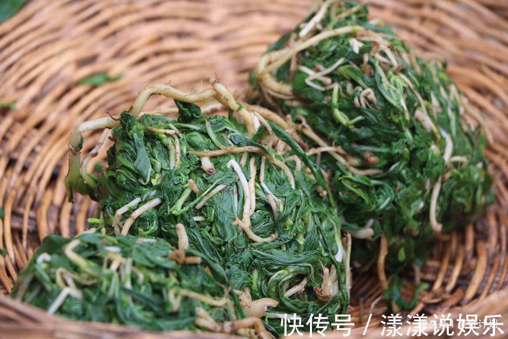 甜苣菜|浑身都是宝的菜,很多人当成草,简单一拌就上桌,清热解毒胜良药