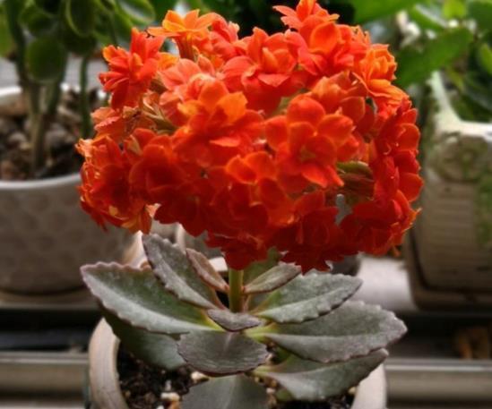 哪些因素会影响花芽的分化，致使植株迟迟不开花？