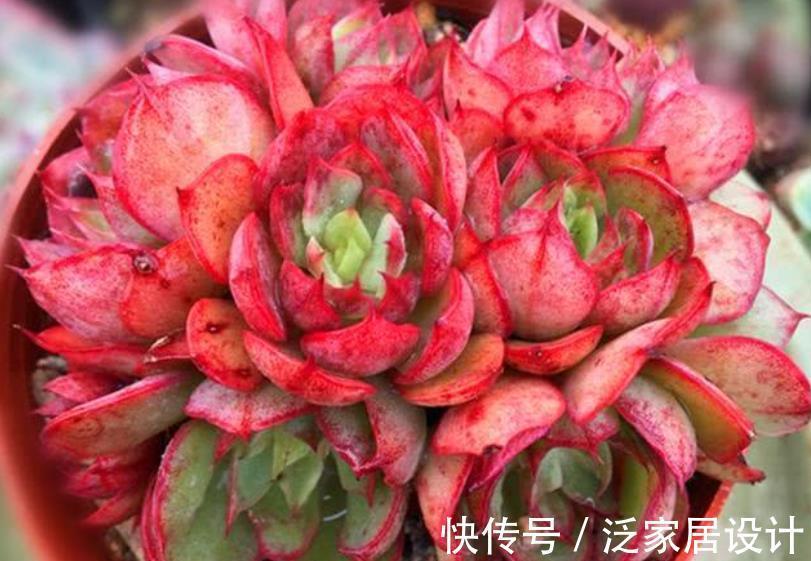 能手|4种漂亮多肉植物，号称“爆头小能手”，养一年长成群生手捧花
