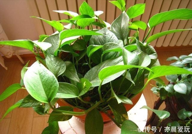 枝叶茂盛|绿萝过冬“三要点”,顺利过冬,枝叶茂盛,越长越旺