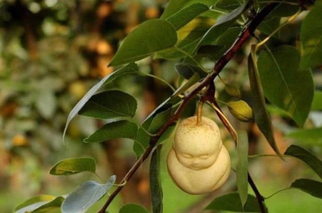 镇元子|孙悟空天生地长,为何要和镇元子结拜?看看五庄观除人参果还有啥