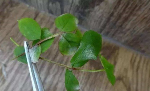 新手月季种植手册，修剪、病害防治等教程，种月季不再难