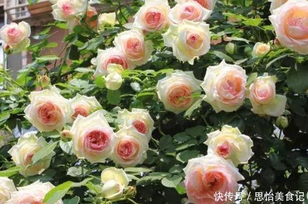 她用一斤洋葱养出一片花海,邻居都来问什么秘诀,没想到这么简单