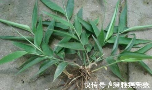 野草|生在湿地的它,目前价值珍贵,能“止咳、治牙疼”,看见请保护!