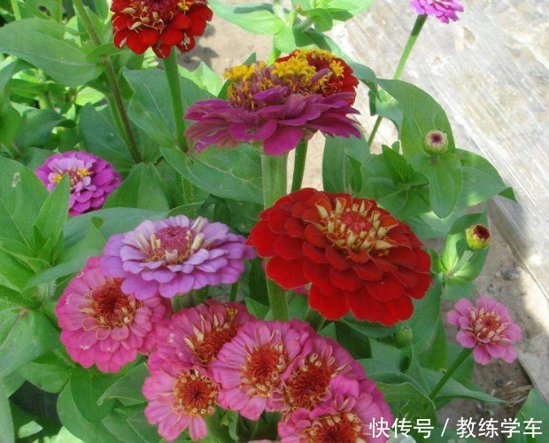 几种好看不起眼的小花,现在种刚好,一个夏天都开花!