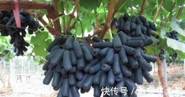 香味|院子里种点果树试试吧,寓意好,果肉软糯奶香味,甜而不腻!