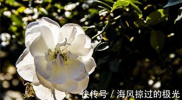 夏洛特|20种月季花品种介绍,简直美爆了!收藏啦……!