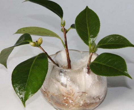 扦插|冬季扦插这4样花卉植物，成活率更高，来年开春就芽满枝