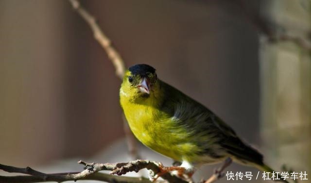 黄雀飞飞摩苍天。
