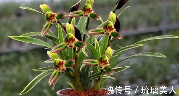 味道|此兰很多人没见过,一花双色,兰香浓郁,叶带金边,是兰中铭品