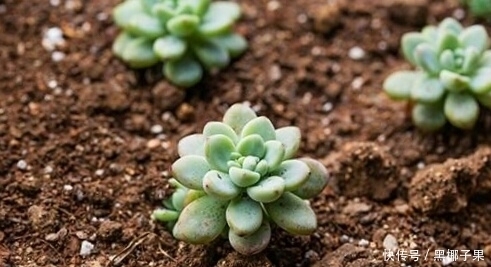 透水性|你家的多肉土壤,测试,适不适合种多肉