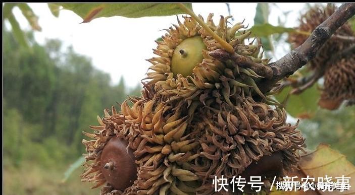 坚果|农村有一种野果像陀螺,被誉为坚果之王,如今稀罕要20元一斤