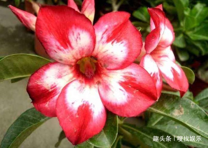 此花花姿优美，艳丽如火的花色极其耀眼夺目，寓意为爱你至死不渝