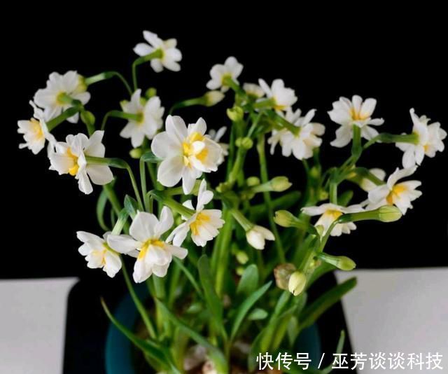 水仙花|水仙花徒长太高易倒伏怎么办喷喷矮壮素,水仙矮壮开花比碗大