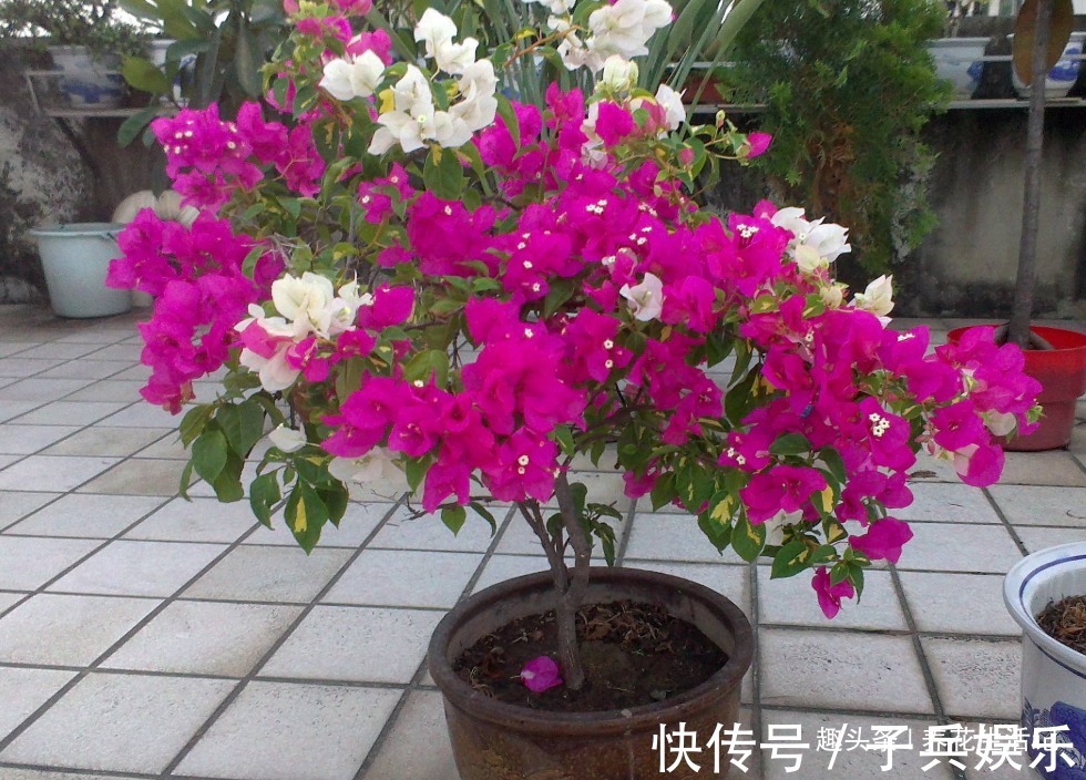 三角梅不开花用5个小方法成功促花,开花“爆盆”满枝头