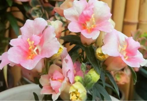 鸡冠花|聪明人都养4种花,福旺运旺财更旺,财运爆发,事业风生水起