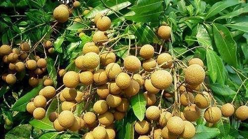 这些水果的名字中都带有“龙”,若你全都认识,请收下我的膝盖