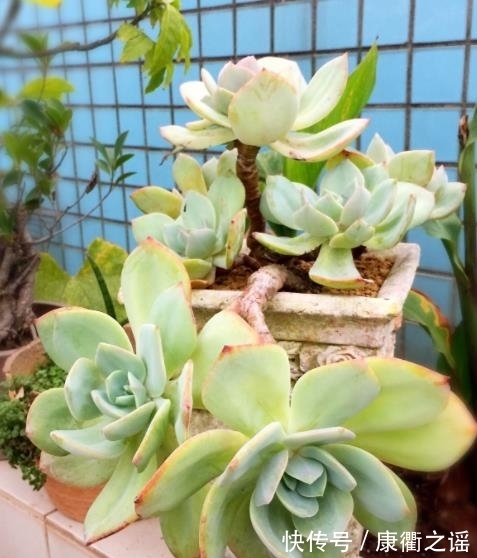 叶片|多肉白凤有个小机关,及时打开长势好,轻松养成悬崖桩