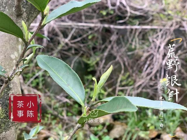 新茶|早上市的白茶，是“作”出来的，分享春茶季的三个真实小故事！