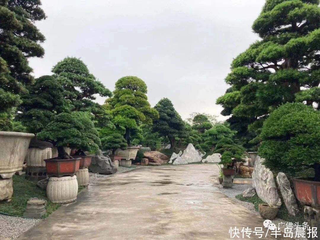 刷爆朋友圈！一株要卖上百万？价格更高的有大把