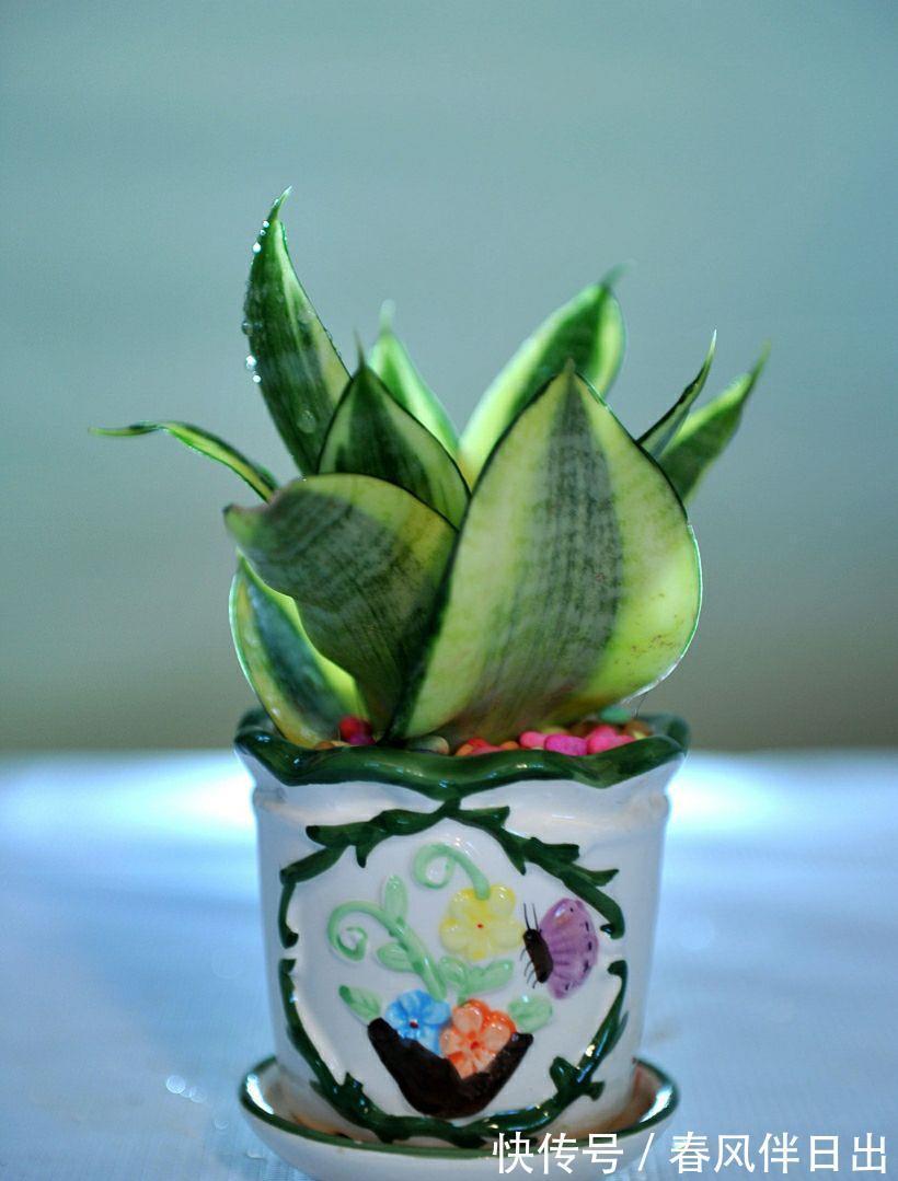 阳光|秋季养虎尾兰，换盆很重要，加上合理养护，不变美都难