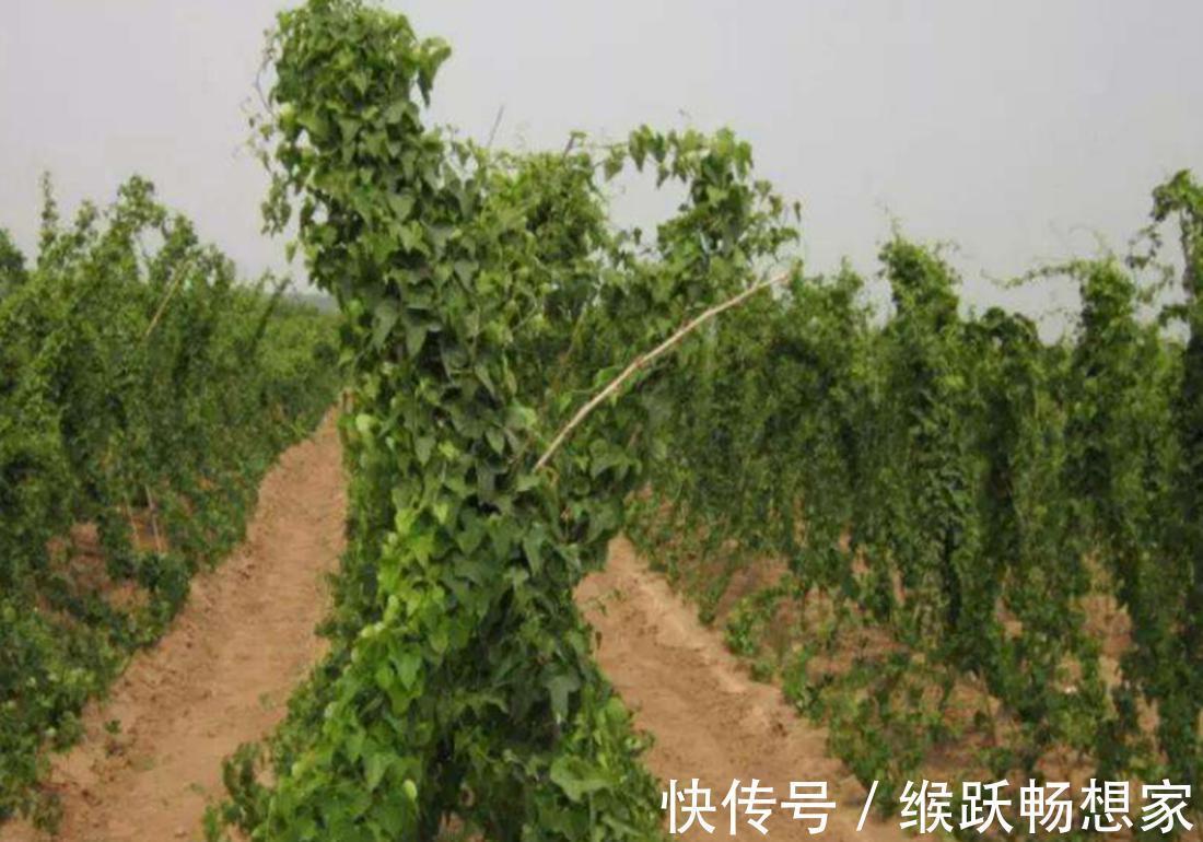 幼苗|你是否知道呢,菊叶薯蓣培养的方法,跟我一起了解一下吧