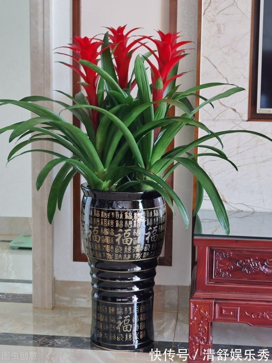 复合肥|5种“吉祥花”适合养客厅,听名字就很欢喜,心情好事事顺
