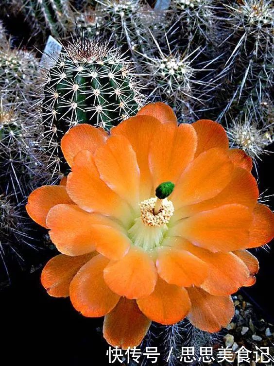 第一次见这么美的仙人掌花!大开眼界!