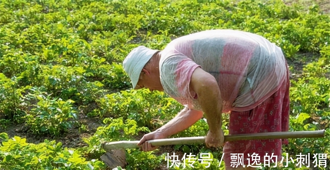 文学奖$老农仿《咏鹅》写下《咏鸡》,全诗仅18字,却斩获国家级文学奖