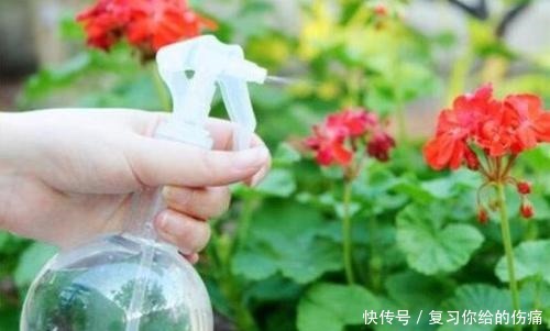 什么淘米水、黄豆水,都不如1勺粉末,用来养花,花开爆盆!