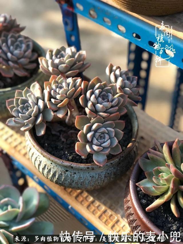 多肉，一位来自神奇大自然的良师益友！