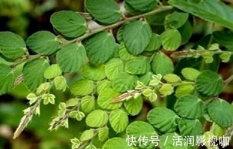 野草|山上一种野草,人称“钱串草”,晒干泡酒是一绝